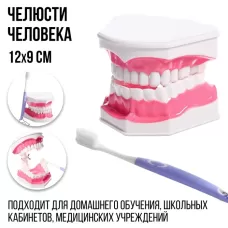 Игровой набор «Макет челюсти человека», 12×9 см, с щёткой, щётка цвета МИКС Игровой набор «Макет челюсти человека», 12×9 см, с щёткой, щётка цвета МИКС