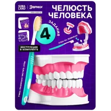 Набор для опытов «Анатомия», челюсть человека Набор для опытов «Анатомия», челюсть человека
