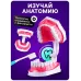 Набор для опытов «Анатомия», челюсть человека Набор для опытов «Анатомия», челюсть человека