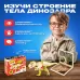 Набор для опытов «Диномир: Тираннозавр», строение тела динозавра, 33 детали Набор для опытов «Диномир: Тираннозавр», строение тела динозавра, 33 детали