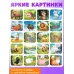 Адвент - календарь с проектором «Животные мира», 9 слайдов, 72 карточки Адвент - календарь с проектором «Животные мира», 9 слайдов, 72 карточки